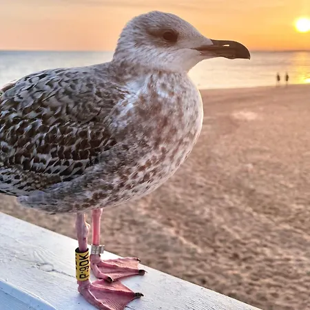 Апартаменты Home3city Kameralny Сопот